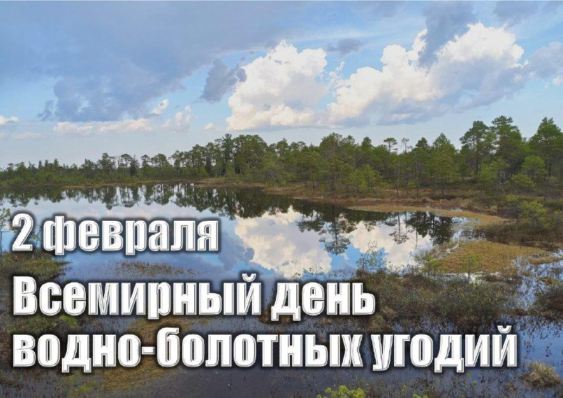 «Удивительный мир болот»